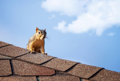 Dealing with Roof Damage Caused by Animals